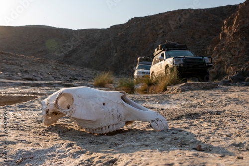 a herbivore skull rests on the rocky banks of a river in a canyon photo