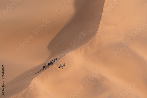 Aerial view of gemsboks standing on sand dune in Namib Desert photo