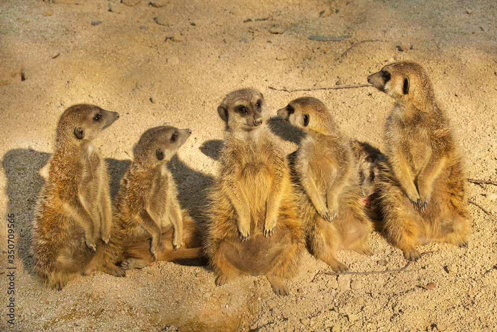 Obraz premium Meerkat (Suricata suricatta).