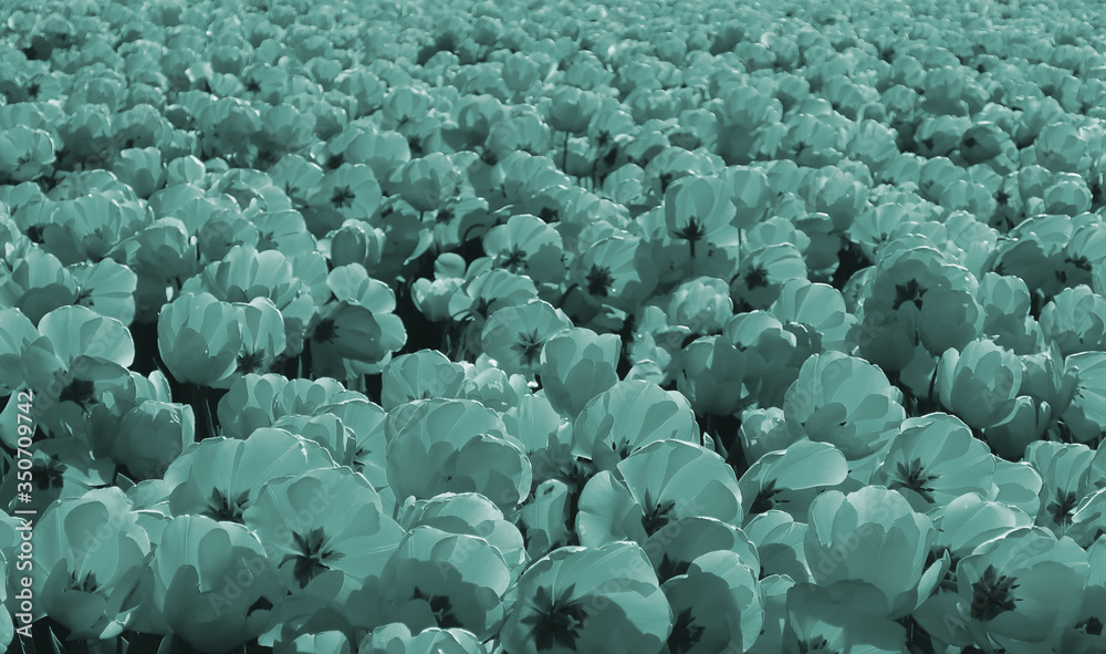 Obraz premium Field of blue tulips glowing in the sun in Netherlands
