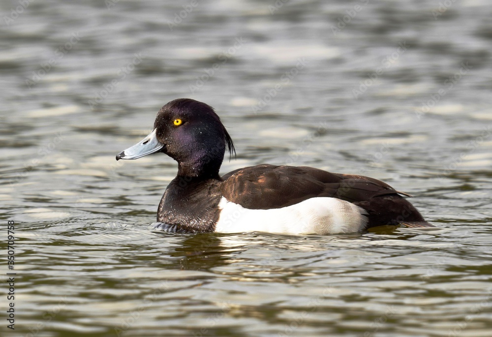 Fototapeta premium duck on the lake