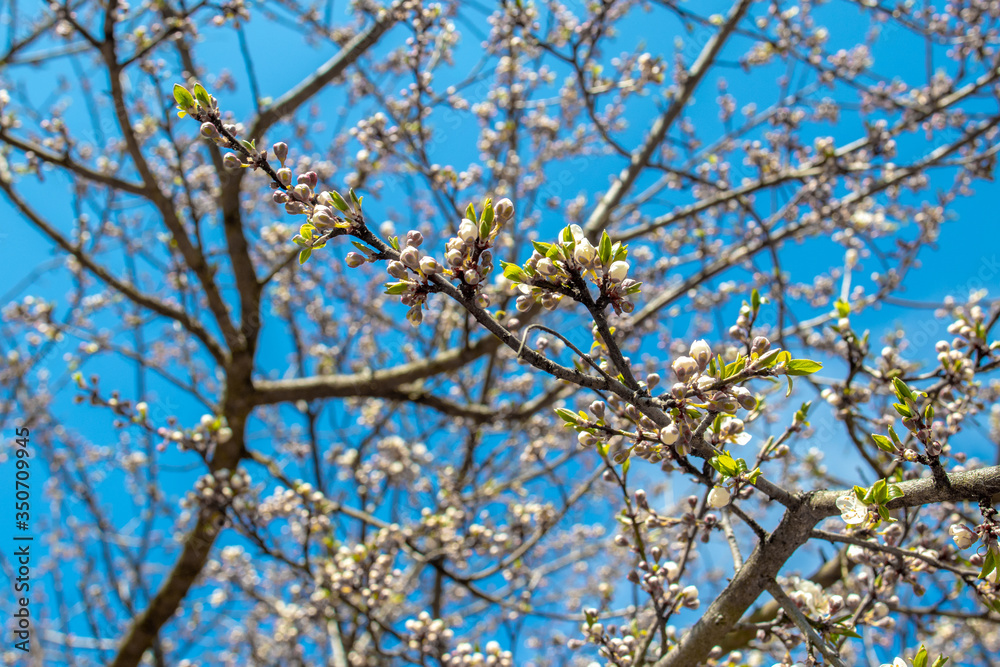 Blooming and blossoming apple or plum tree branches with white flowers on a sunny spring day with blue like blooming almond trees Van Gogh style connection Blooming and blossoming apple or plum tree branches with white flowers on a sunny spring day with blue like blooming almond trees Van Gogh style connection