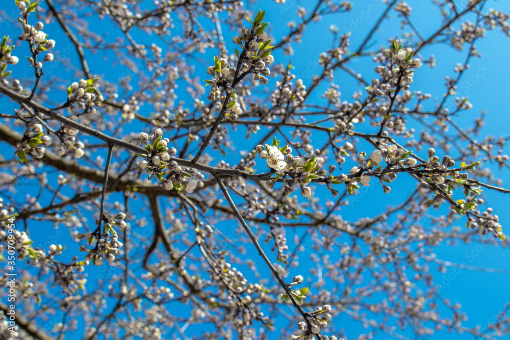 Blooming and blossoming apple or plum tree branches with white flowers on a sunny spring day with blue sky like blooming almond trees Van Gogh style web of branches