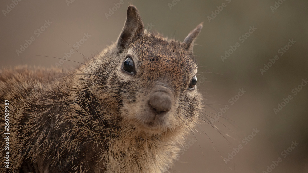 Naklejka premium donde estas