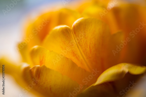 Wallpaper Mural yellow tulip flower and its petals Torontodigital.ca