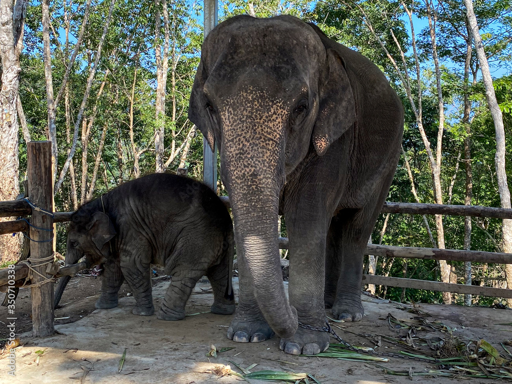 Fototapeta premium a small elephant near his mom inside a fence, Visiting Elephants in Phuket, Thailand.