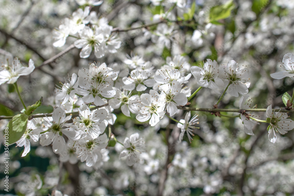 Blooming and blossoming apple or plum tree branches with white flowers on a sunny spring day with blue sky macro flowers