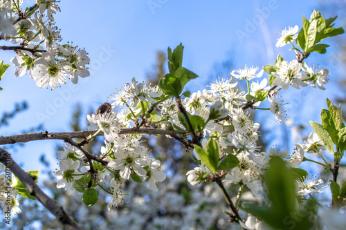 Blooming and blossoming apple or plum tree branches with white flowers on a sunny spring day with blue sky and some green leaves
