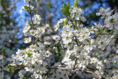 Blooming and blossoming apple or plum tree branches with white flowers on a sunny spring day with blue sky tree branch with beautiful flowers