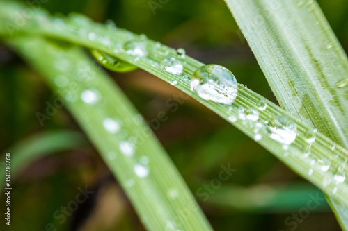 close-up green grass and water drops on it