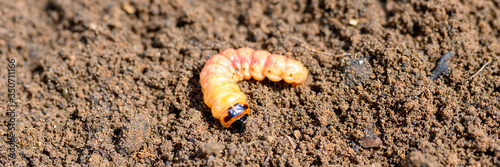 cossus cossus caterpillar of a wood worm odorous or willow insect pest on the soil. banner