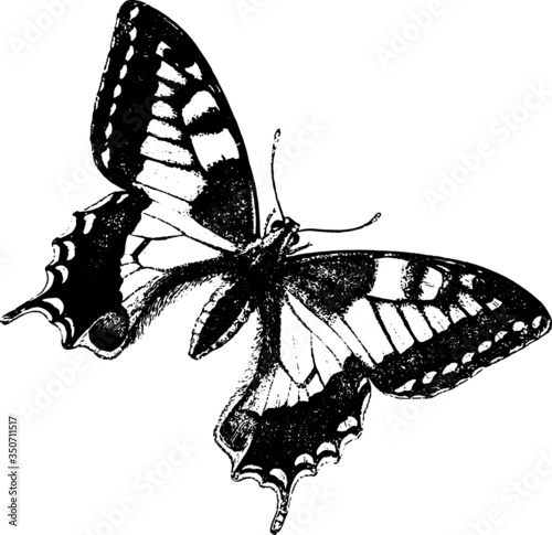 Black and white butterfly illustration