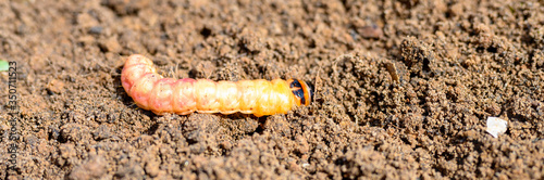 cossus cossus caterpillar of a wood worm odorous or willow insect pest on the soil. banner