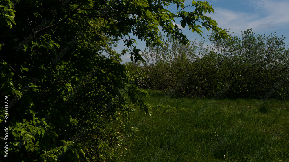 Trees and shrubs in the clearing. Free entry space.
Trees and shrubs in the clearing. Free entry space.