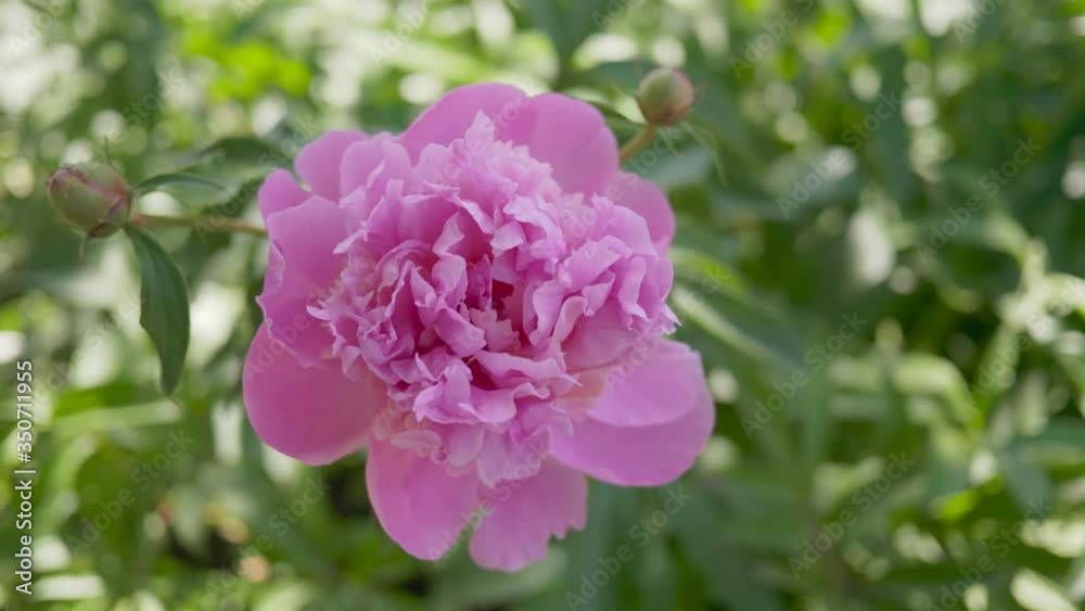 Peony in the garden. Pink flower swaying in the wind. Close-up. Peony in the garden. Pink flower swaying in the wind. Close-up.