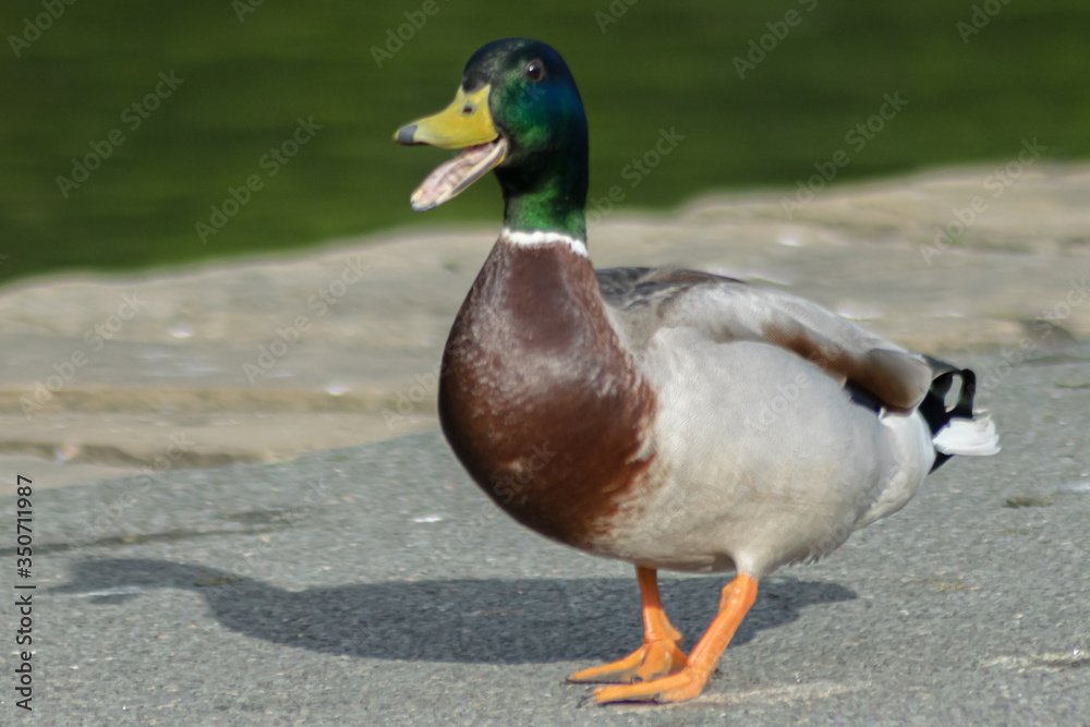 duck on the lake duck on the lake