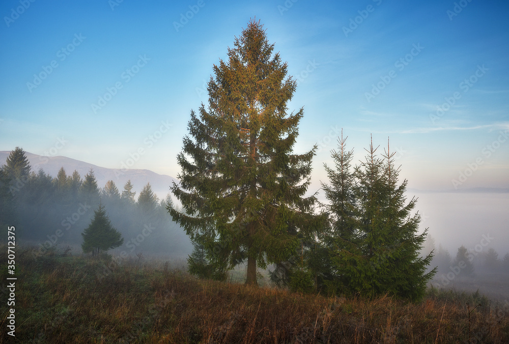 foggy morning in the mountains. Autumn sunrise in the Carpathians