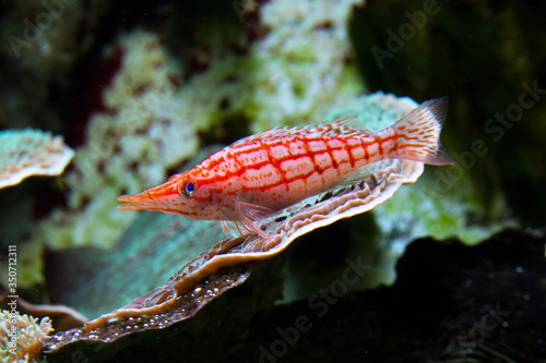  Longnose hawkfish (Oxycirrhites typus).