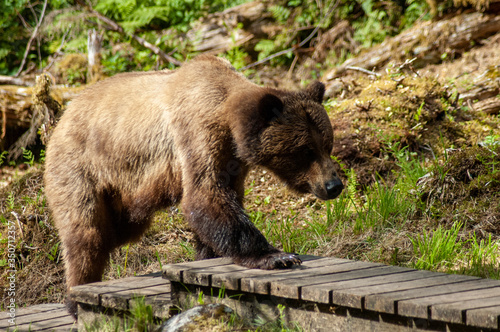 Brown bear on walkway