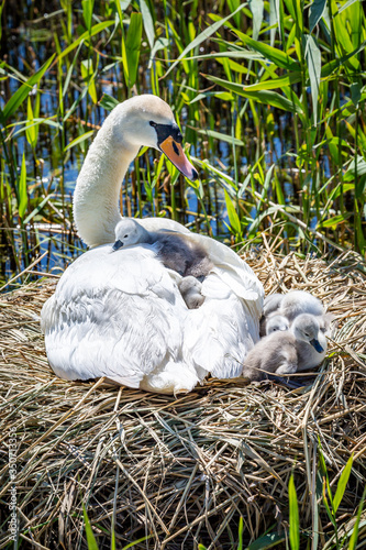 Photography A clutch of cygnets nestled against their mother, in the spring sunshine