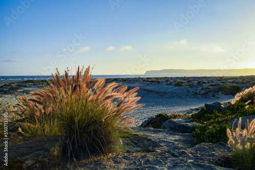 Fountain Grass and View of Pt. Loma