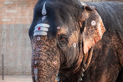 фотографія Temple elephant near Meenakshi Temple