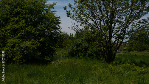  Trees and shrubs in the clearing. Free entry space.