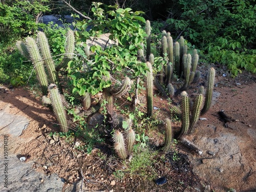 cactus flower

