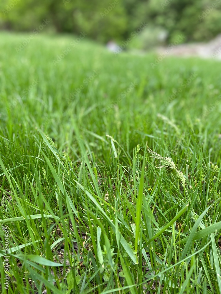 Green grass close up shot Green grass close up shot