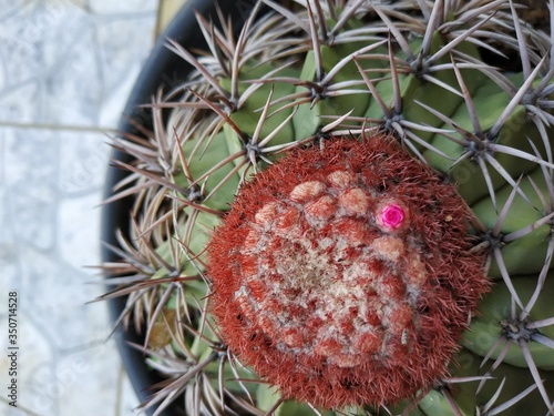 cactus flower
