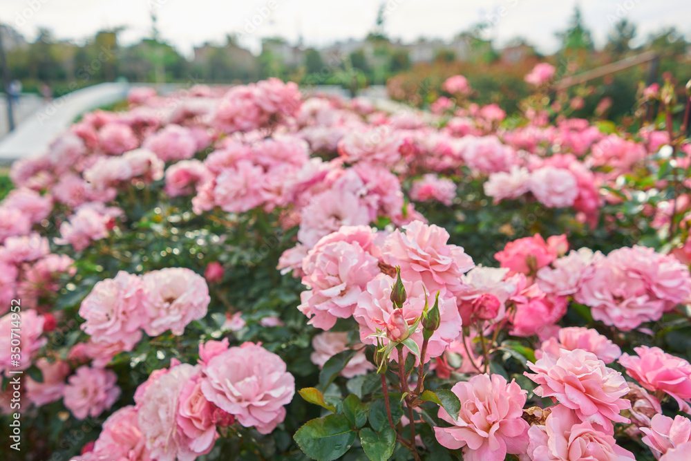 Garden with pink roses texture in spring Garden with pink roses texture in spring