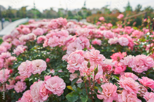 Garden with pink roses texture in spring