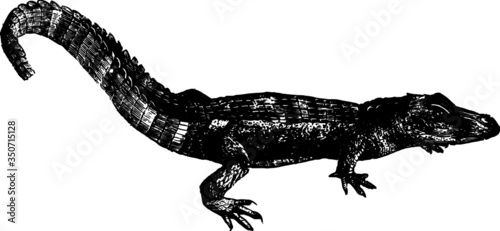 Little Baby River Alligator Vintage Vector Drawing