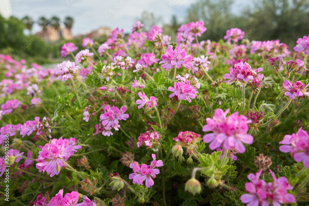 garden texture with pink flowers in spring