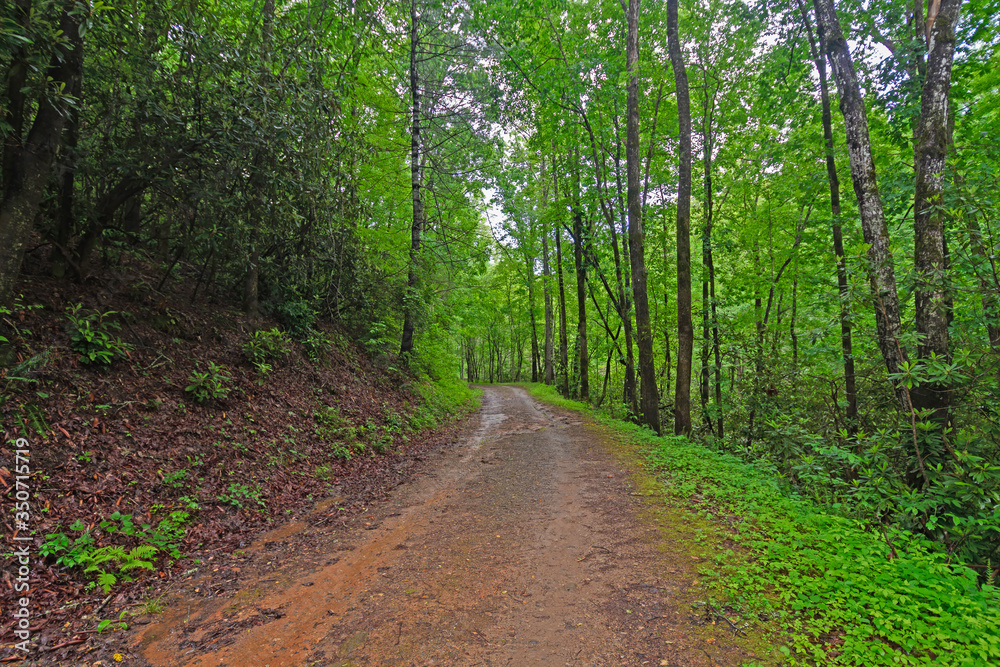 Rainy Trail in the Mountains in the Spring Rainy Trail in the Mountains in the Spring