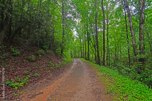 Cuadro en lienzo Rainy Trail in the Mountains in the Spring