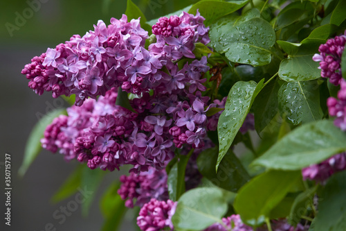 Close-up of blooming lilacs in the rain against park or garden background  selective focus