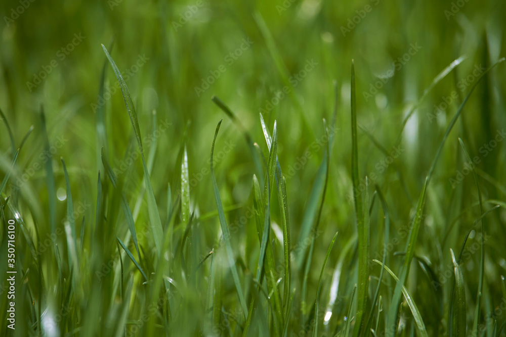 Close-up green grass background, raindrops on grass blurred backdrop, selective focus Close-up green grass background, raindrops on grass blurred backdrop, selective focus