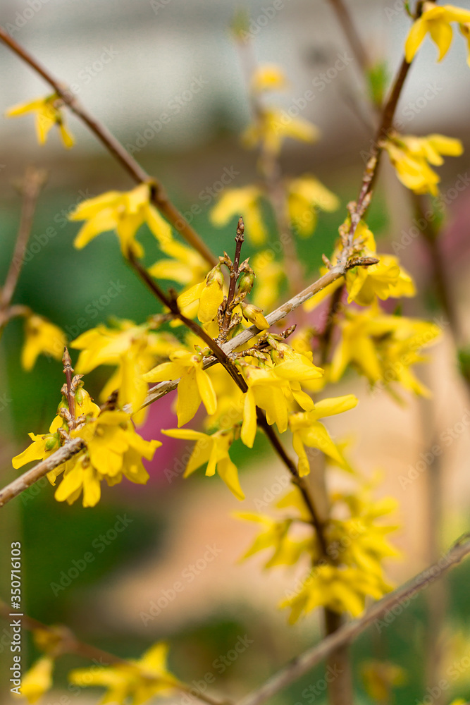 Soft focus image of blossoming forsythia bushin spring time, Soft focus image of blossoming forsythia bushin spring time,