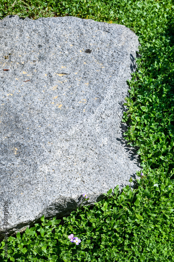Purple Rock Cress ground cover growing around a flat rock, as a nature ...