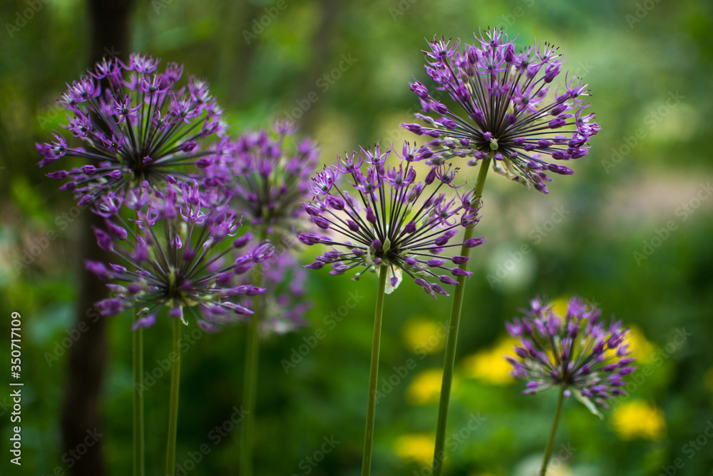 Fototapeta premium ball-shaped flowers of ornamental onions in the garden in spring background