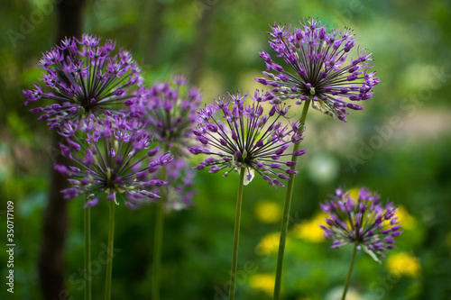 ball-shaped flowers of ornamental onions in the garden in spring background