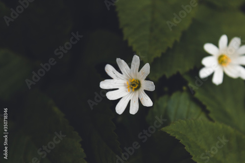 Natural green and black background with beautiful white flowers close up
