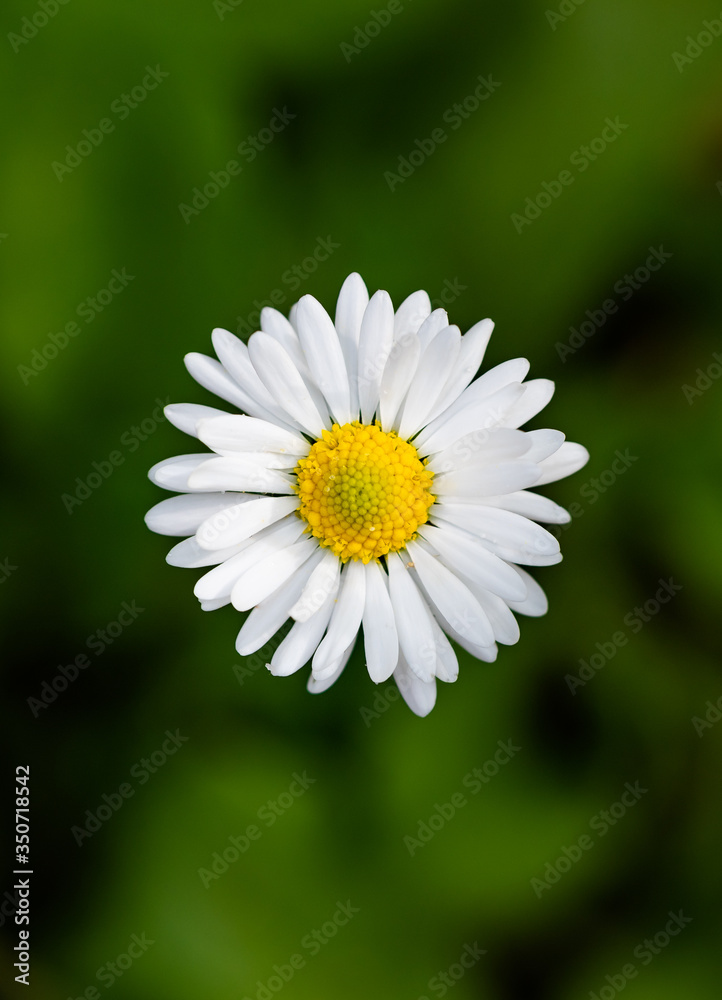 White daisy isolated on a green background White daisy isolated on a green background