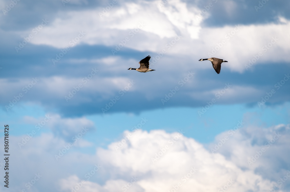 Geese flying agains a powerful sky