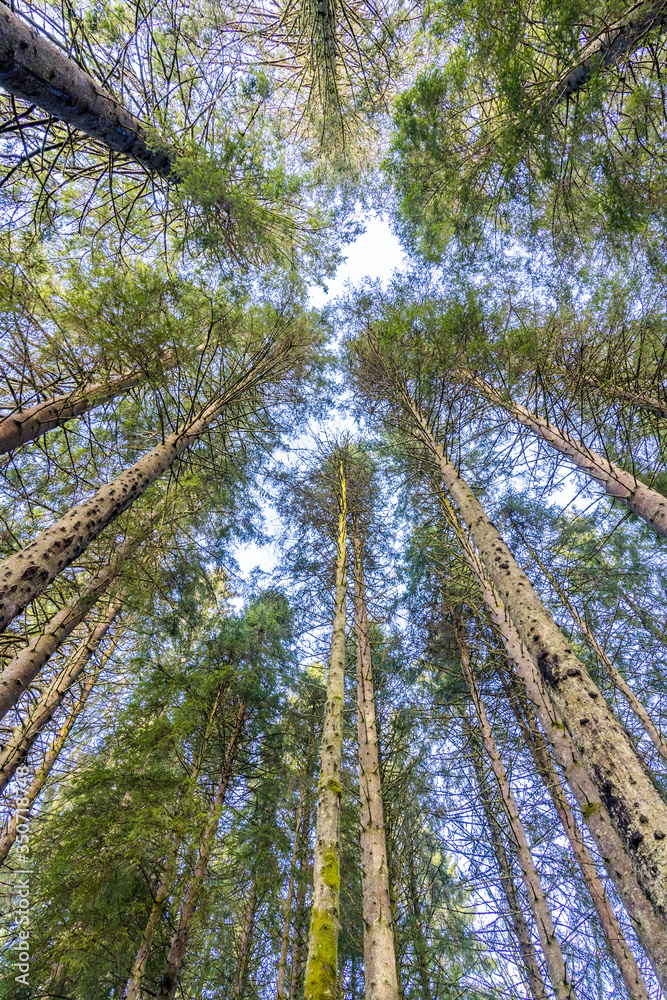Fototapeta premium Vertical view of pine trees look up