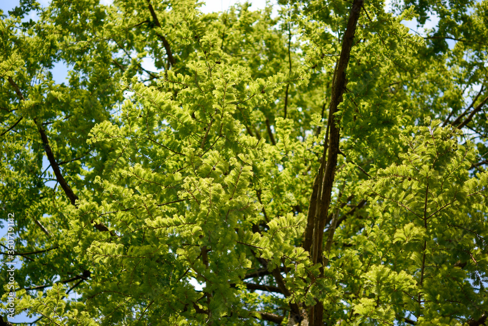 Fototapeta premium green leaves of a tree