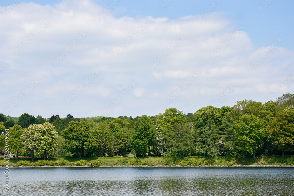 lake in the forest