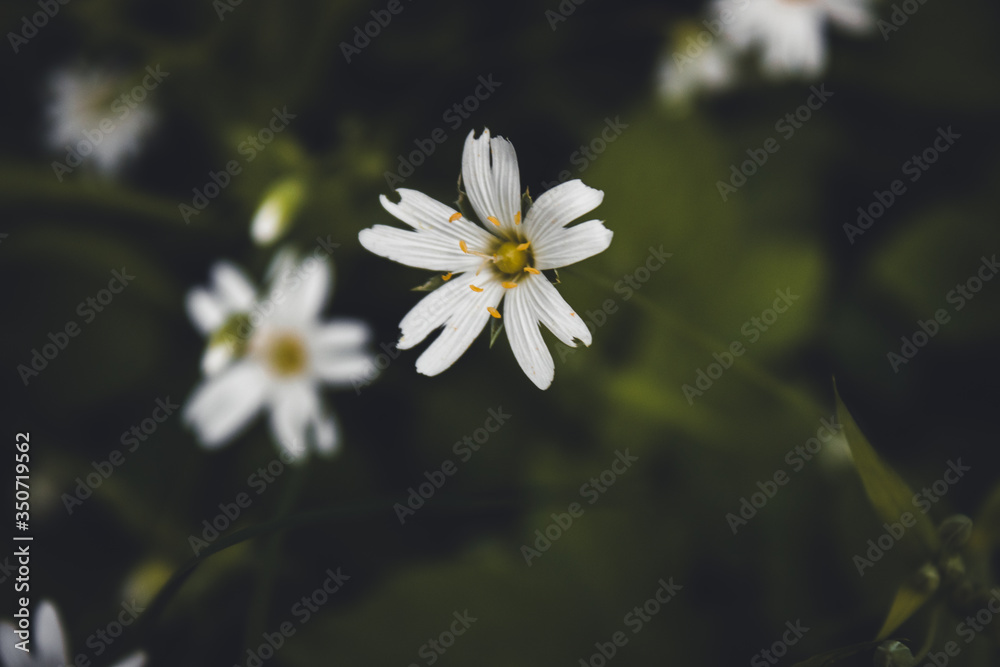 Natural green and black background with beautiful white flowers close up Natural green and black background with beautiful white flowers close up