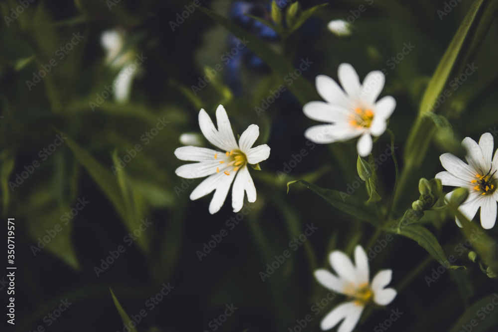 Natural green and black background with beautiful white flowers close up Natural green and black background with beautiful white flowers close up